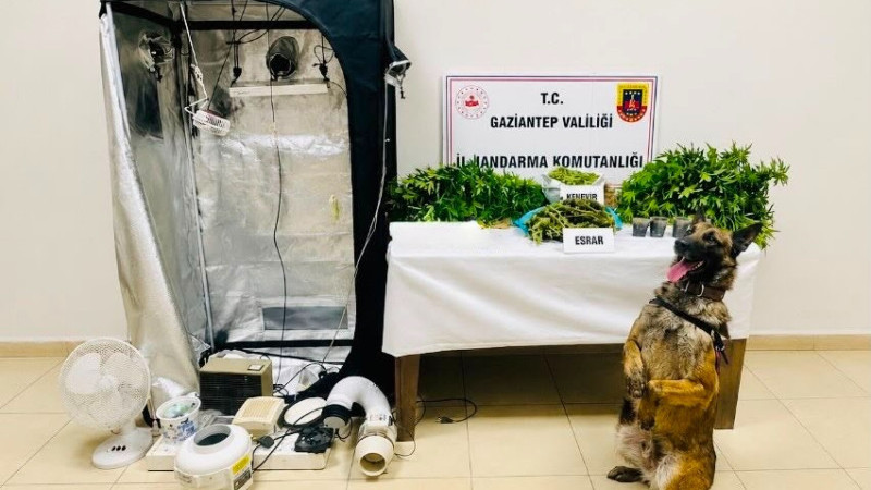Jandarmadan uyuşturucu operasyonu: 14 tutuklama