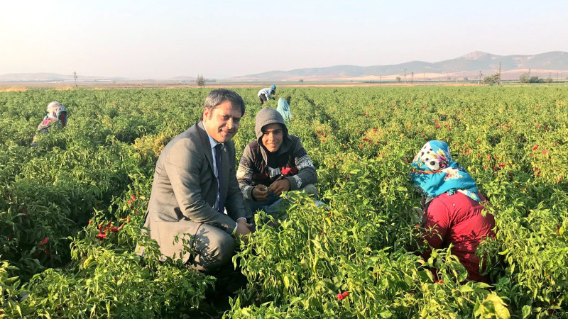 Ali Şahin’den biber üreticisine müjde