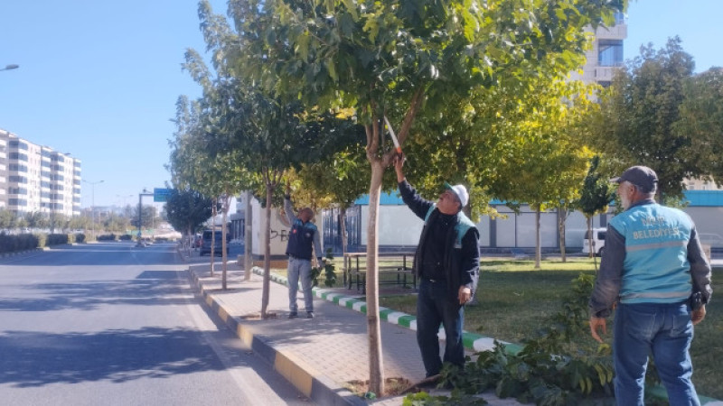 Nizip Belediyesi’nden ağaç budama çalışması