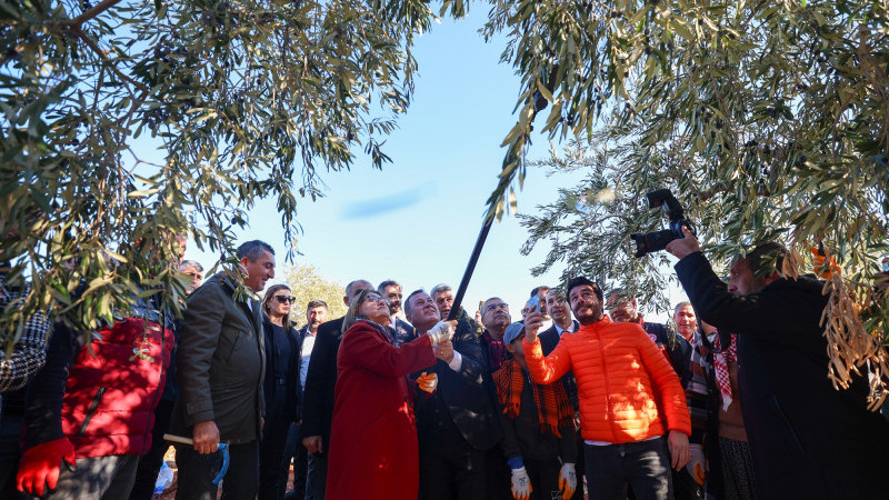 BAŞKAN ŞAHİN, NİZİP’İN BEREKETİ ZEYTİN HASADINA KATILDI