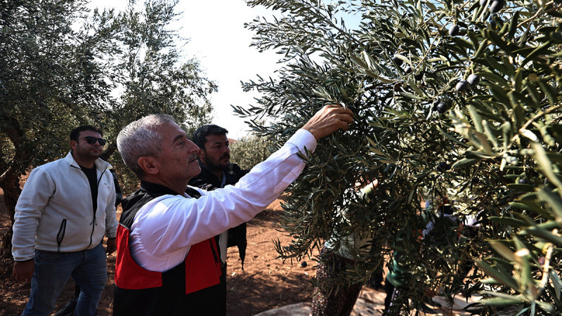 Tahmazoğlu’ndan zeytin hasadı