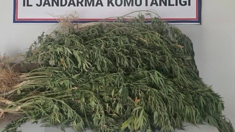 Jandarmadan uyuşturucu ve kaçakçılık operasyonu