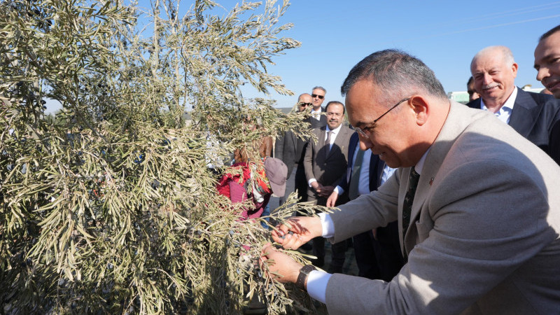 VALİ ÇEBER NİZİP’TE ZEYTİN HASADINA KATILDI