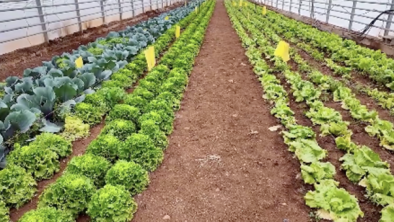 BÜYÜKŞEHİR SERALARINDA KIŞLIK SEBZE HASADI BAŞLADI