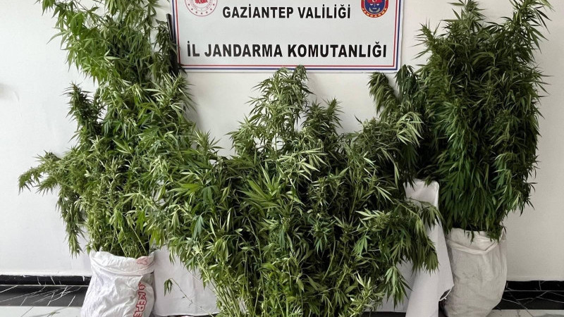Kenevir ekimine jandarma operasyonu