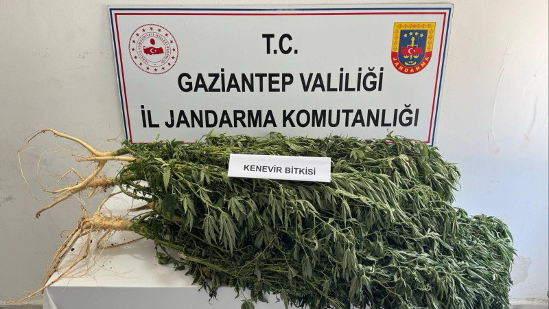 Kenevir operasyonu